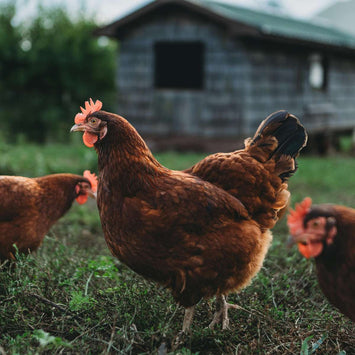 Wildflower Laser Creations